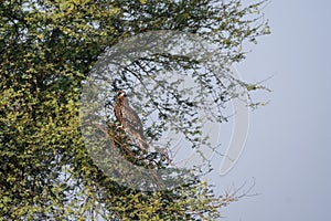 Black kite or Milvus migrans on a tree at tal chhapar