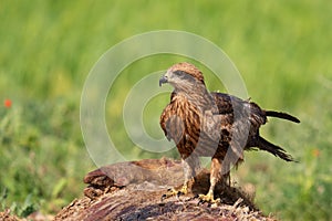 Black Kite Milvus migrans in the wild