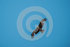 Black Kite Or Milvus Migrans Wild Bird Flies In Blue Sky In Bela