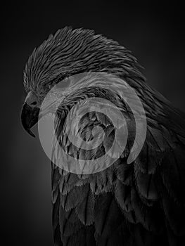 BLACK KITE MONOCHROME