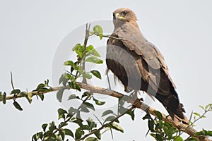 Black kite, Murchison Falls National Park, Uganda