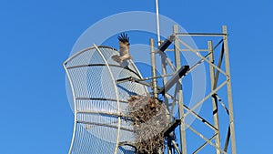 Black Kite nesting in a radio transmitter photo
