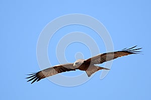 Black Kite - Ngorongoro Crater, Tanzania, Africa