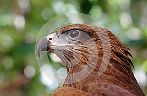 Black kite Pariah kite Milvus migrans