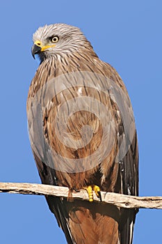 Black kite perched on a branch