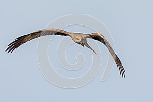 Black kite scanning for food