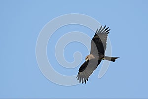 Black Kite Searching For Prey