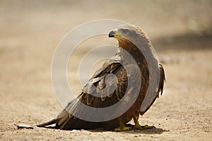 Black kite side view, Milvus migrans, Satara, Maharashtra,