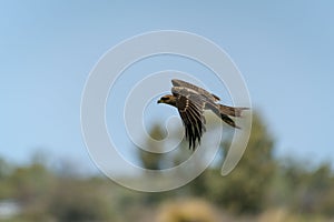 Black kite soaring over a picturesque landscape with its wingspan fully extended.