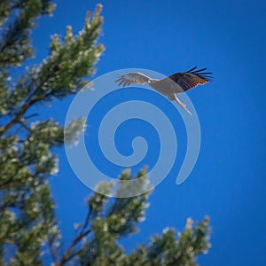 Black kite, spread wings flying in the blue sky above the pine