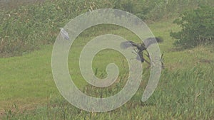 Black Kite Struggling in Strong Winds and Heavy Rain.