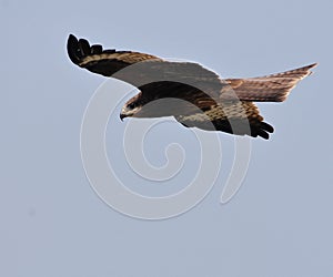 Black Kite