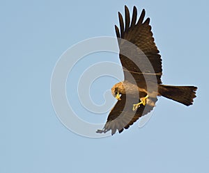 A Black Kite with a twig.