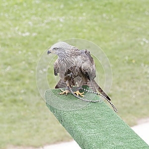 Black kite (Milvus migrans) perched on an innkeeper photo