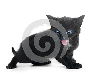 Black kiten
