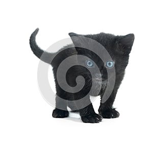 Black kiten