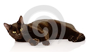 Black kiten. on white background
