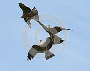 Black Kites