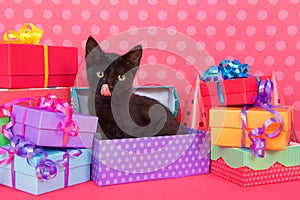 Black kitten in birthday presents