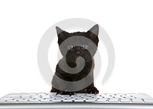 Black kitten with blue eyes peaking over a computer keyboard isolated