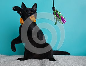 Black Kitten Cat Playing Wearing Bow Tie Yellow Flower Portrait Pet Cute Costume String Fluffy Standing Paw Claws Nails Sitting