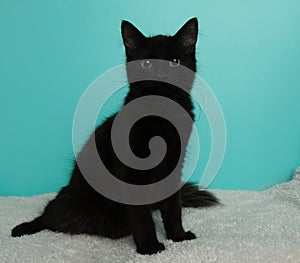black kitten cat sitting down on a white blanket portrait