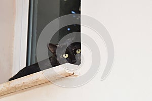 Black kitten cat sitting in front of the window