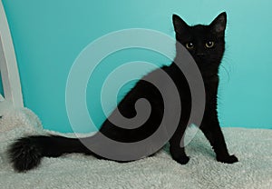 black kitten cat sitting on a white blanket portrait