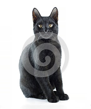 Black kitten cat with yellow eyes