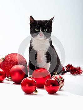 Black Kitten and Christmas decorations