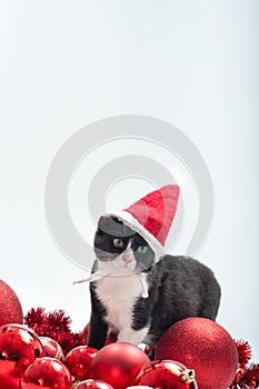Black Kitten and Christmas decorations