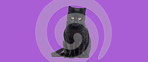 Black Kitten crossbreed cat, looking at the camera, isolated on purple