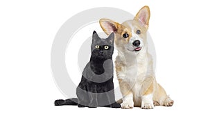 Black Kitten crossbreed cat and puppy Welsh Corgi Pembroke dog, looking at the camera, isolated on white