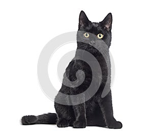 Black Kitten crossbreed cat, sitting and looking up, isolated on white