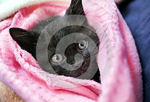 Black kitten wrapped in a pink towel