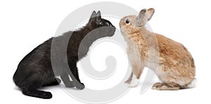Black kitten face to face with rabbit in front of white background