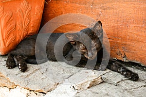 Black kitten resting on top of stone photo