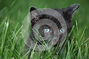 Black kitten in the grass