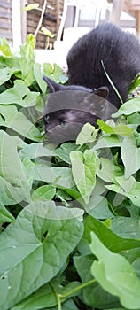 Black kitten in grass