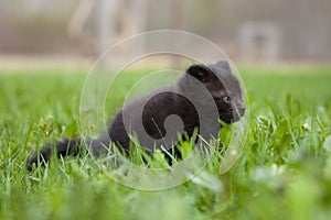 Black kitten in the grass