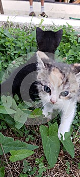 Black kitten in green grass