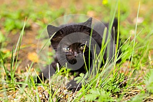 Black kitten in the green grass
