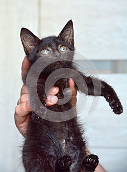 Black kitten in hands