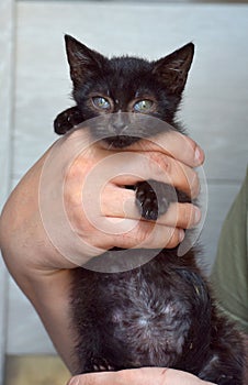 Black kitten in hands