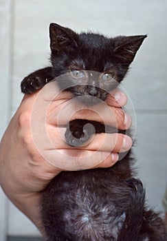 Black kitten in hands