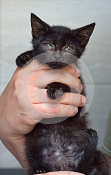 Black kitten in hands