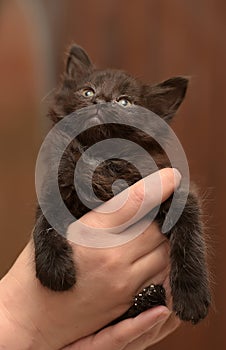 Black kitten in hands