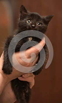 Black kitten in hands