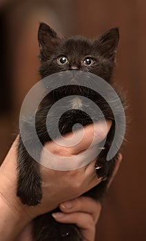 Black kitten in hands