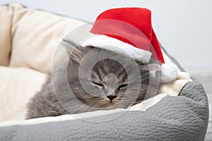 Little black kitten in a hat of Santa Claus.